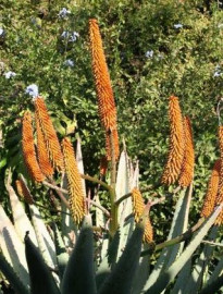 aalwyn_aloe_spctabilis-320x420