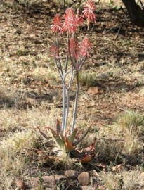 aalwyn_aloe_transvaallensis-320x420