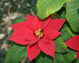 blomme4-400x320