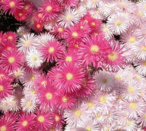 blomme_vygies-400x360