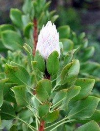 proteas14-320x420